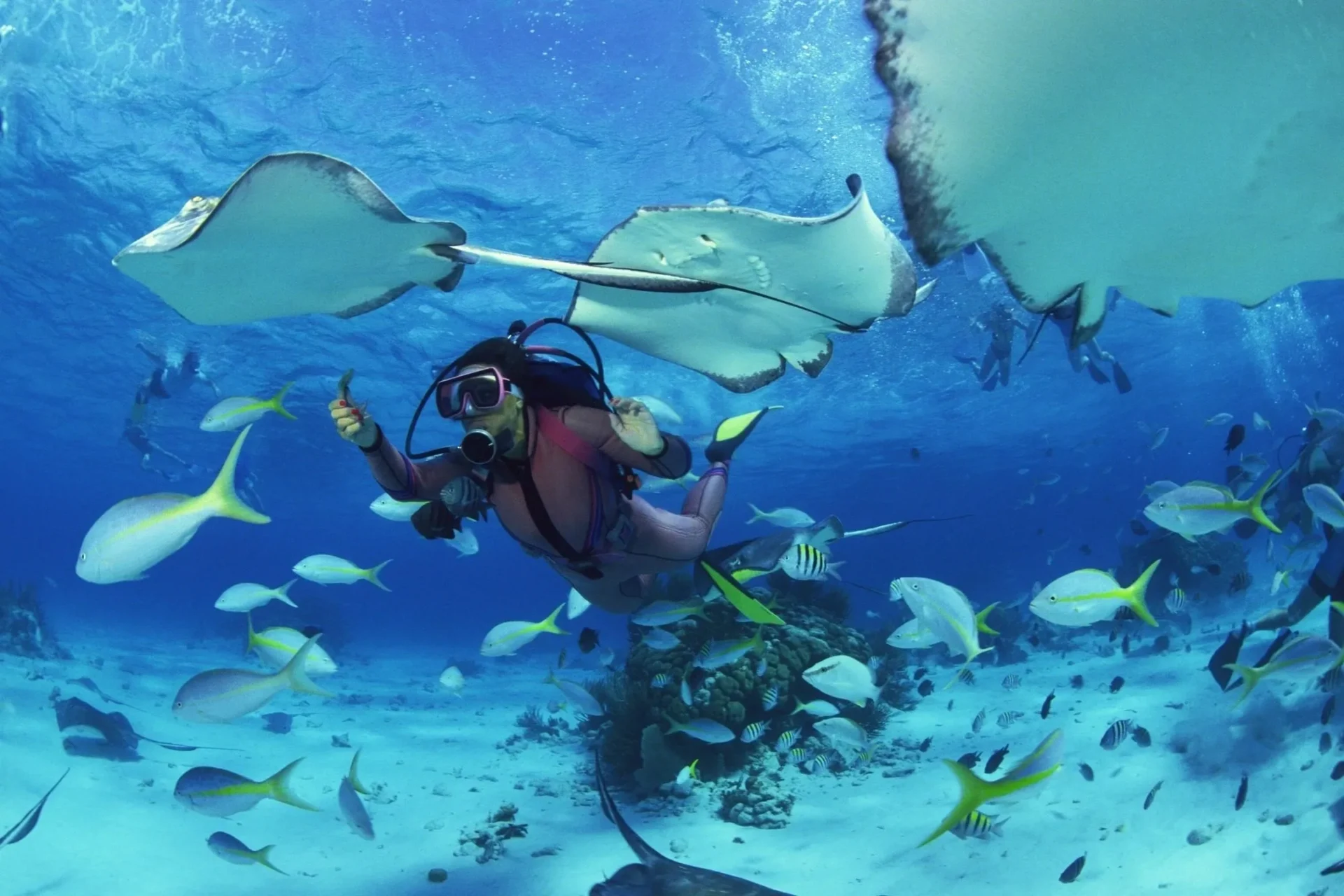 A scuba diver is swimming in the ocean.